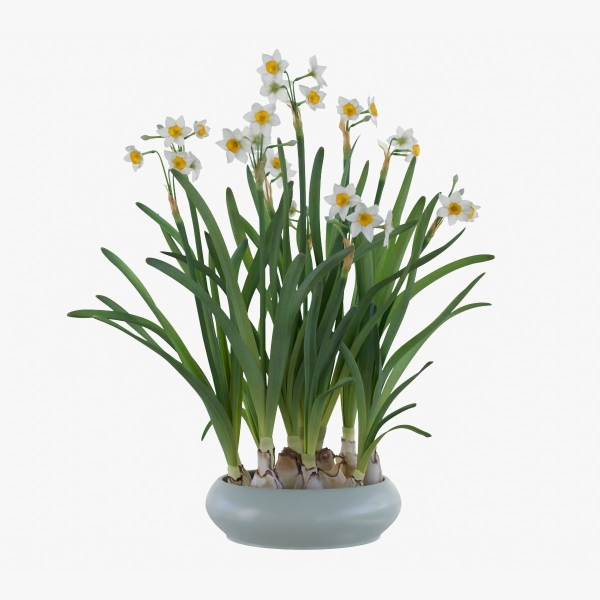 Daffodil  VFX Grace