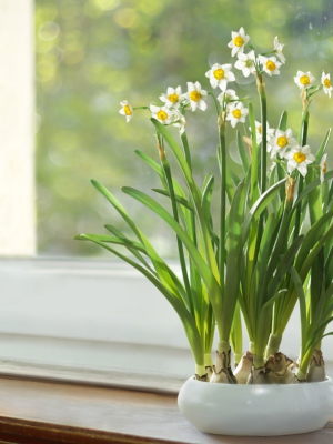Daffodil  VFX Grace