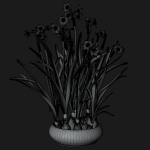 Daffodil  VFX Grace