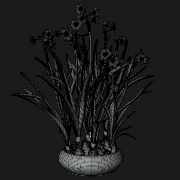 Daffodil  VFX Grace