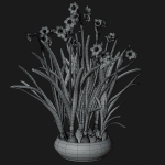 Daffodil  VFX Grace