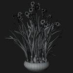 Daffodil  VFX Grace