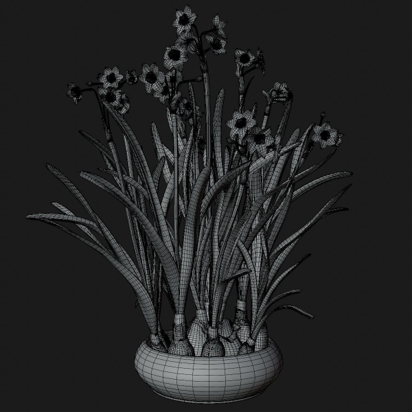 Daffodil  VFX Grace
