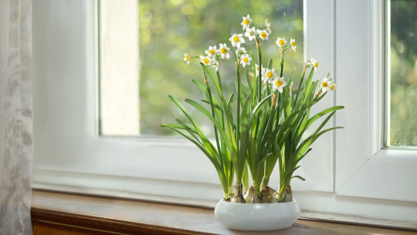 Daffodil  VFX Grace