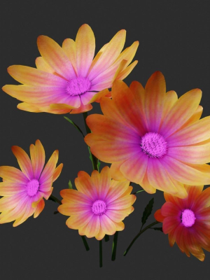 daisyflower daisies - daisies