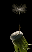 Dandelion Photoreal