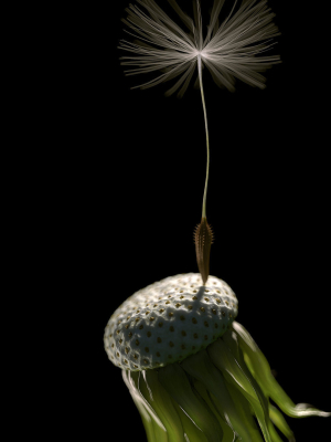 dandelion-photoreal-3d-model-max-obj-fbx