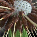 Dandelion Photoreal
