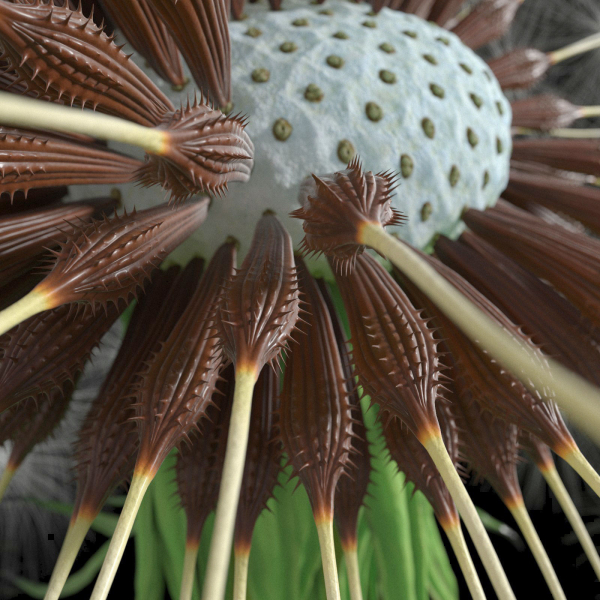 Dandelion Photoreal