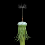 Dandelion Photoreal