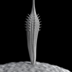 Dandelion Photoreal