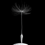 Dandelion Photoreal