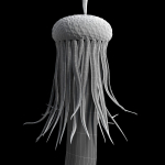 Dandelion Photoreal
