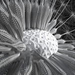 Dandelion Photoreal
