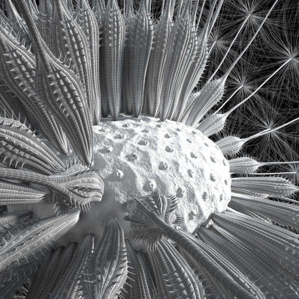 Dandelion Photoreal