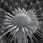 Dandelion Photoreal