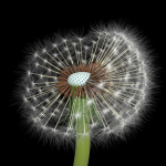 Dandelion Photoreal