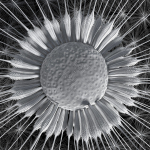 Dandelion Photoreal