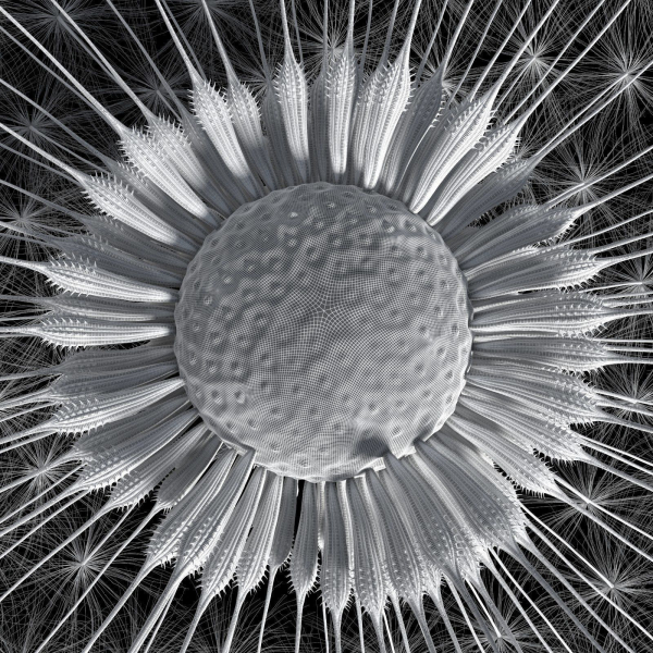Dandelion Photoreal