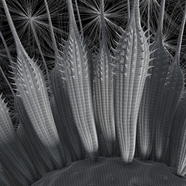Dandelion Photoreal