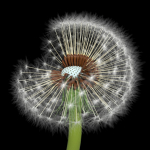 Dandelion Photoreal