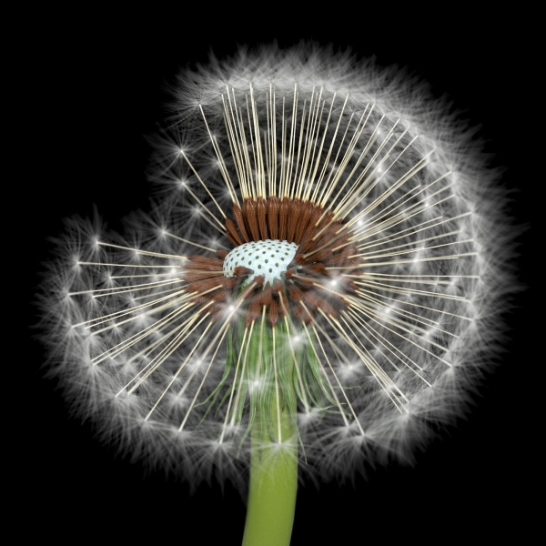 Dandelion Photoreal