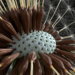 Dandelion Photoreal