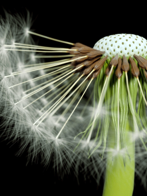 Dandelion Photoreal