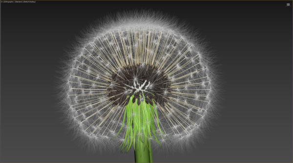 Dandelion Photoreal
