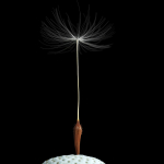 Dandelion Photoreal