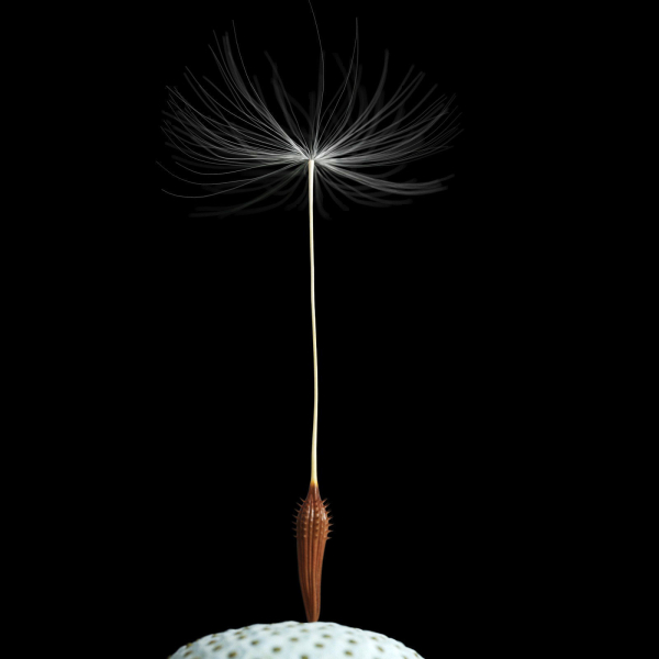 Dandelion Photoreal
