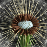 Dandelion Photoreal