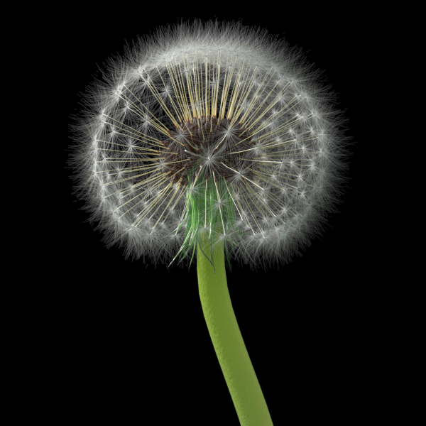 Dandelion Photoreal