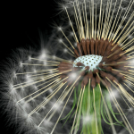 Dandelion Photoreal