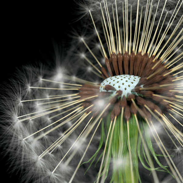 Dandelion Photoreal