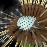 Dandelion Photoreal