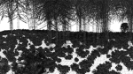 Dark Forest Animation