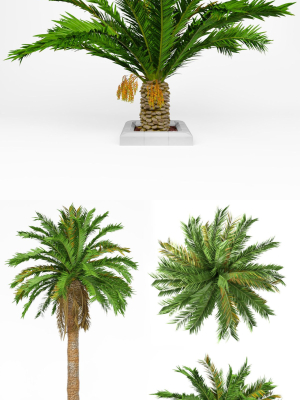 date-palm-no1-3d-model