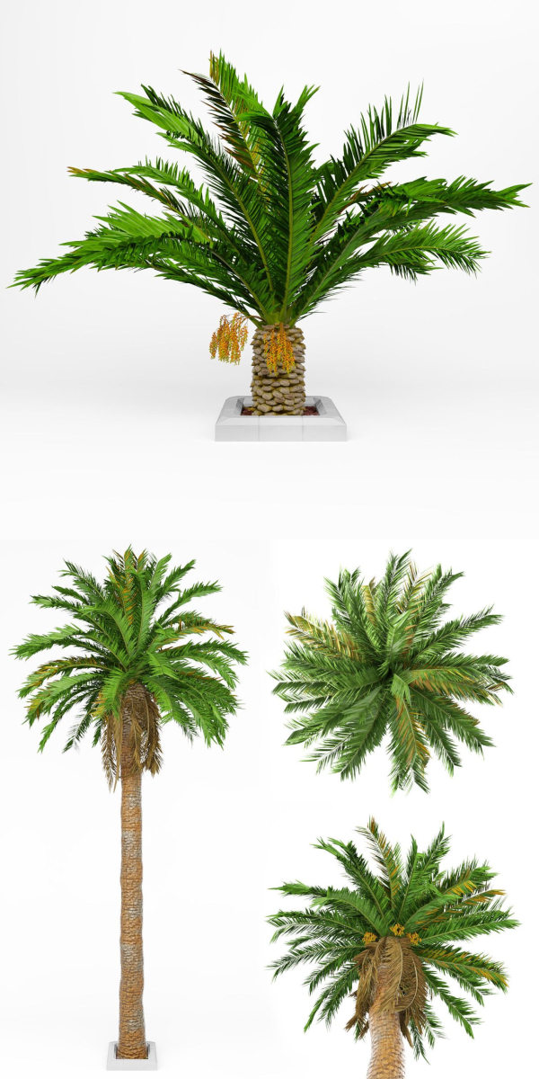 Date palm No1