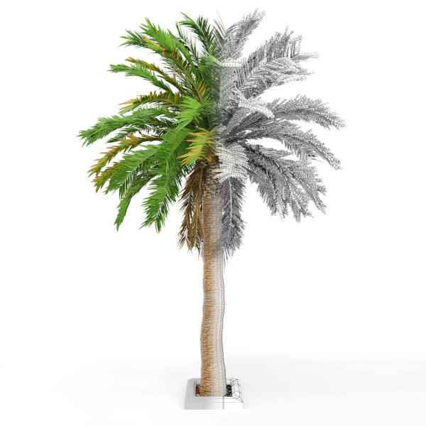 Date palm No1
