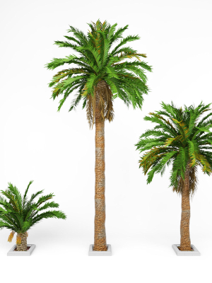 Date palm No1