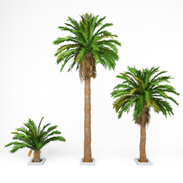 Date palm No1