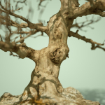 Dead Bonsai  Tree 1