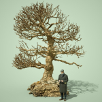 Dead Bonsai  Tree 1