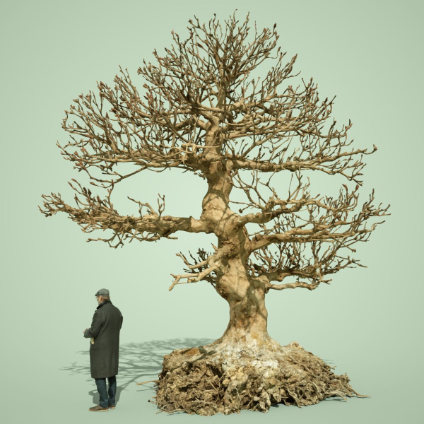 Dead Bonsai  Tree 1