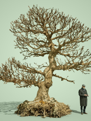 Dead Bonsai  Tree 1