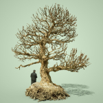 Dead Bonsai  Tree 1