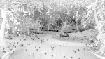 Dead Forest