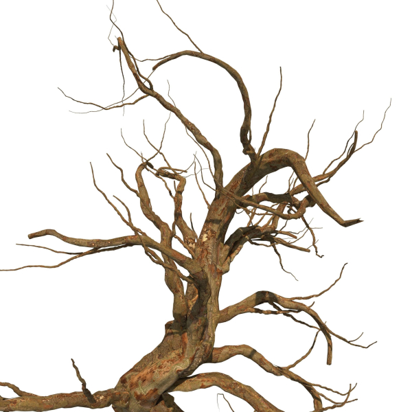 Dead Forest