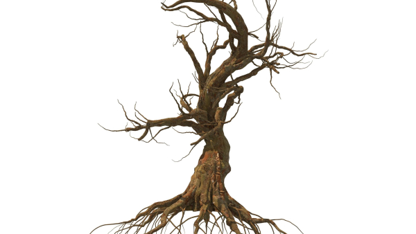 Dead Forest